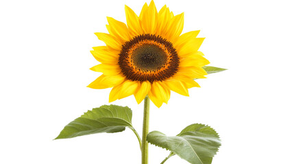 Fototapeta premium Sunflower, isolated on transparent background