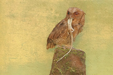 A Javan scops owl preying on a common sun skink. This nocturnal bird has the scientific name Otus...