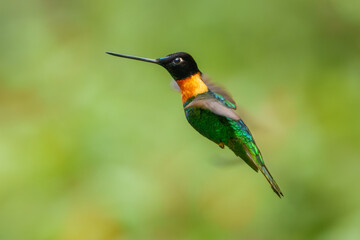 Gould's Inca, Coeligena inca, Striking hummingbird that inhabits Andean cloud forest from Peru to Bolivia. Both sexes have an orange collar that extends almost all the way around the back of neck.