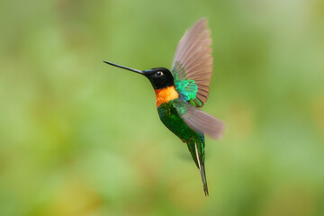 Gould's Inca, Coeligena inca, Striking hummingbird that inhabits Andean cloud forest from Peru to Bolivia. Both sexes have an orange collar that extends almost all the way around the back of neck.