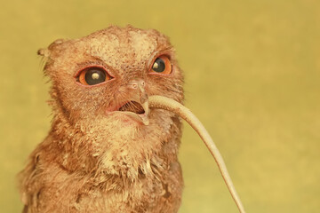 A Javan scops owl preying on a common sun skink. This nocturnal bird has the scientific name Otus...