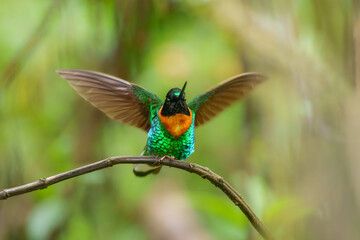 Gould's Inca, Coeligena inca, Striking hummingbird that inhabits Andean cloud forest from Peru to Bolivia. Both sexes have an orange collar that extends almost all the way around the back of neck.