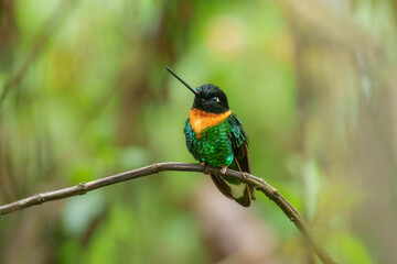 Gould's Inca, Coeligena inca, Striking hummingbird that inhabits Andean cloud forest from Peru to Bolivia. Both sexes have an orange collar that extends almost all the way around the back of neck.