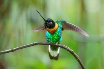 Gould's Inca, Coeligena inca, Striking hummingbird that inhabits Andean cloud forest from Peru to Bolivia. Both sexes have an orange collar that extends almost all the way around the back of neck.