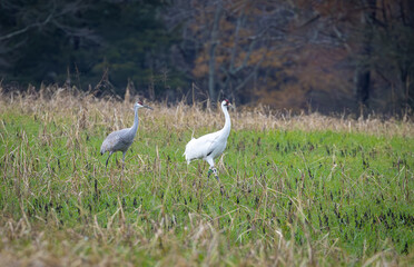 Whooping Crane at the Hiawassee Sandhill Crane Sanctuary in Tennessee. Back from the brink of...