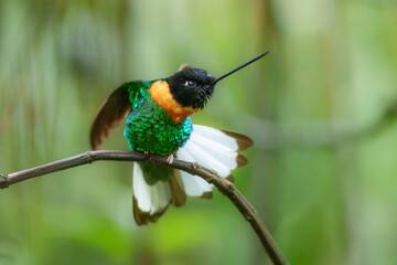 Gould's Inca, Coeligena inca, Striking hummingbird that inhabits Andean cloud forest from Peru to Bolivia. Both sexes have an orange collar that extends almost all the way around the back of neck.