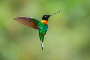 Gould's Inca, Coeligena inca, Striking hummingbird that inhabits Andean cloud forest from Peru to Bolivia. Both sexes have an orange collar that extends almost all the way around the back of neck.