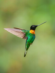 Gould's Inca, Coeligena inca, Striking hummingbird that inhabits Andean cloud forest from Peru to Bolivia. Both sexes have an orange collar that extends almost all the way around the back of neck.