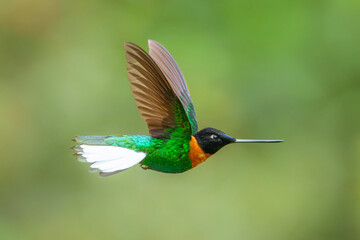 Gould's Inca, Coeligena inca, Striking hummingbird that inhabits Andean cloud forest from Peru to Bolivia. Both sexes have an orange collar that extends almost all the way around the back of neck.