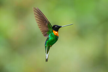Gould's Inca, Coeligena inca, Striking hummingbird that inhabits Andean cloud forest from Peru to Bolivia. Both sexes have an orange collar that extends almost all the way around the back of neck.