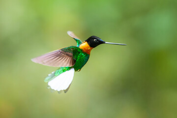 Gould's Inca, Coeligena inca, Striking hummingbird that inhabits Andean cloud forest from Peru to Bolivia. Both sexes have an orange collar that extends almost all the way around the back of neck.
