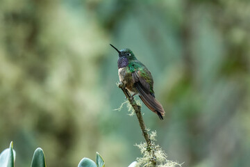 Amethyst-throated Sunangel Heliangelus amethysticollis, Medium-sized cloud forest hummingbird found in the Andes. The bold, white neck crescent is often its most obvious feature.