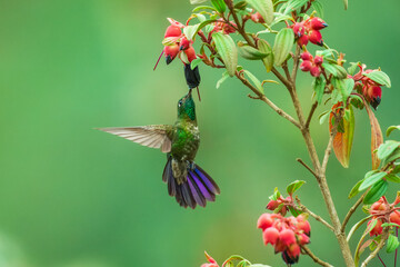 Tyrian metaltail, Metallura tyrianthina districta, rare hummingbird from Bolivia, flying in the green vegetation with red flowers. Wildlife scene from America.