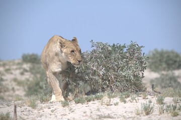 lions in bwa