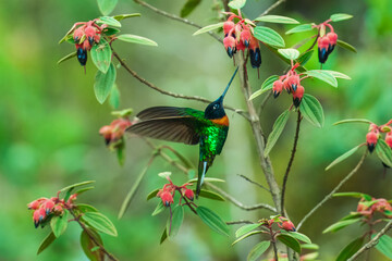Gould's Inca, Coeligena inca, Striking hummingbird that inhabits Andean cloud forest from Peru to Bolivia. Both sexes have an orange collar that extends almost all the way around the back of neck.