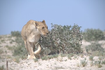 lions in bwa