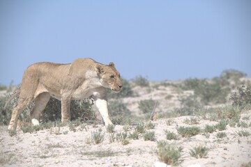 lions in bwa