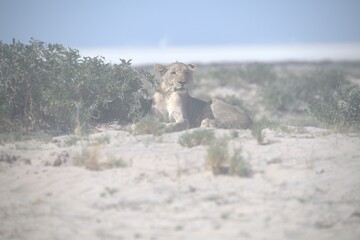 lions in bwa
