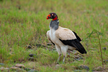 King vulture (Sarcoramphus papa) is a large bird found in Central and South America. It is a member of the New World vulture family Cathartidae. 