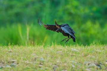 Black Vulture (Coragyps atratus), Samara, peninsula Nicoya, province Guanacaste, Costa Rica, Central America