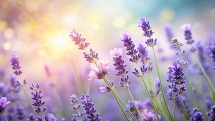 Fototapeta premium A gentle touch of lavender flowers with delicate petals and soft colors, nature, touch, nature, touch