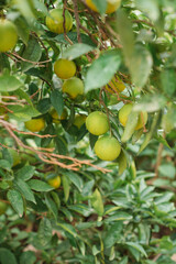 Ripening oranges hanging from a branch in the backyard.