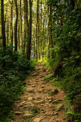 Sunlit Trail Winding Through a Quiet Pine Forest