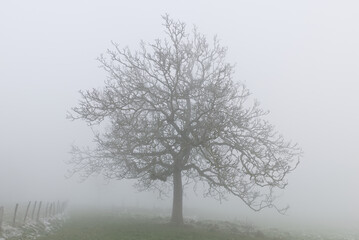 scenic view of lonely frozen tree in foggy winter countryside