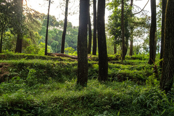 Golden Sunlight Illuminating a Lush Forest Grove
