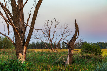 Nature in the countryside with dry dead trees, birds sitting on branches and green plants swamp