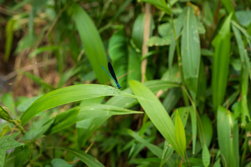 Obraz premium Elegant Dragonfly Balancing on a Green Leaf