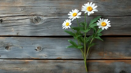 Rustic Wooden Background with Daisies Spring Flowers on Weathered Grey Wood