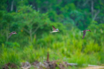 Black Skimmer just after dawn hunting for food.