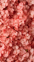 Obraz premium Pink flowers texture, close-up, studio, background, design
