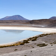 Bolivia, Colorada Lagoon in Avaroa National Park. Paja Brava grasses on the shore of the lagoon.