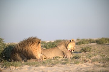 lions in bwa