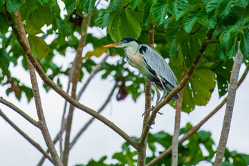 Cocoi heron (Ardea cocoi) in flight, in backlight, Santa Rosa Protected Park, Rurrenabaque, Beni, Bolivia