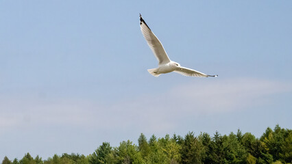 A single gull is captured in mid-flight, its white wings outstretched against a clear, light blue sky, suggesting a moment of freedom and effortless grace.