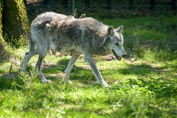 Photography of european wolf in a park