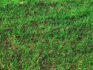 green grass texture backdrop, wallpaper background