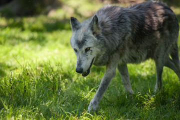 Photography of european wolf in a park