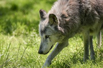 Fototapeta premium Photography of european wolf in a park
