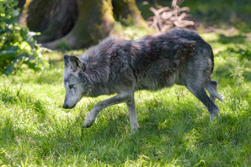 Photography of european wolf in a park