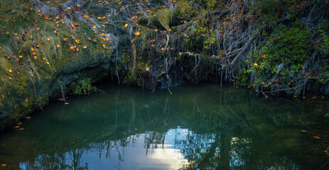 side of a pond in a spanish forest with reflections