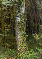 Silver poplar in autumn season in the forest
