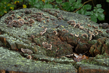 Fungus on a piece of rotten wood in a humid forest