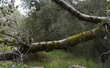 Moss on a branch in a spanish forest