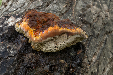 Fungus on a piece of rotten wood in a humid forest