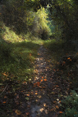 Path in the forest with dramatic light