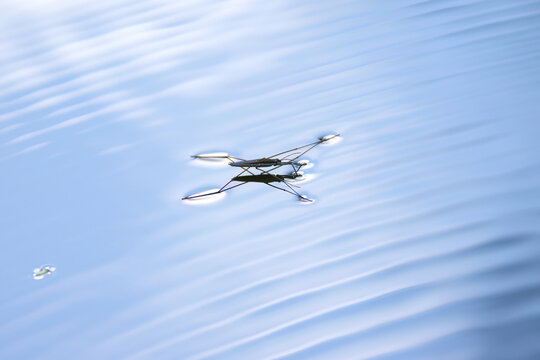 close-up of a water strider, line pattern, pond skater on the lake, calm water with gerridae, blue water, gray lake, Gerris lacustris, gerridae and gentle waves, wave pattern, wavy pattern